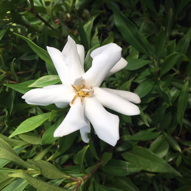 Frostproof Gardenia